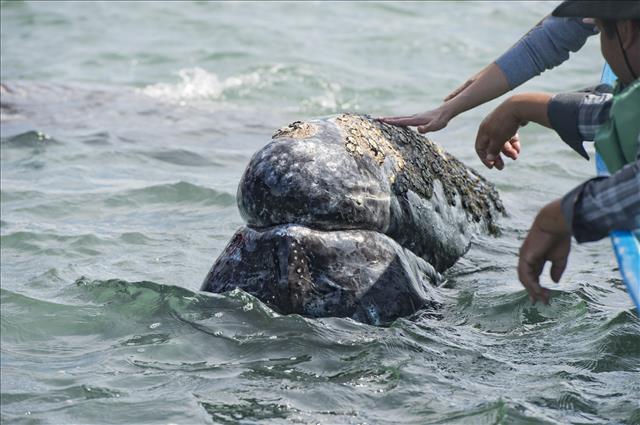 Encuentro cercano con una ballena gris en Baja California