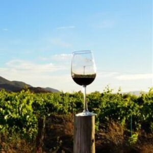 Tour a la Ruta del Vino desde Tijuana